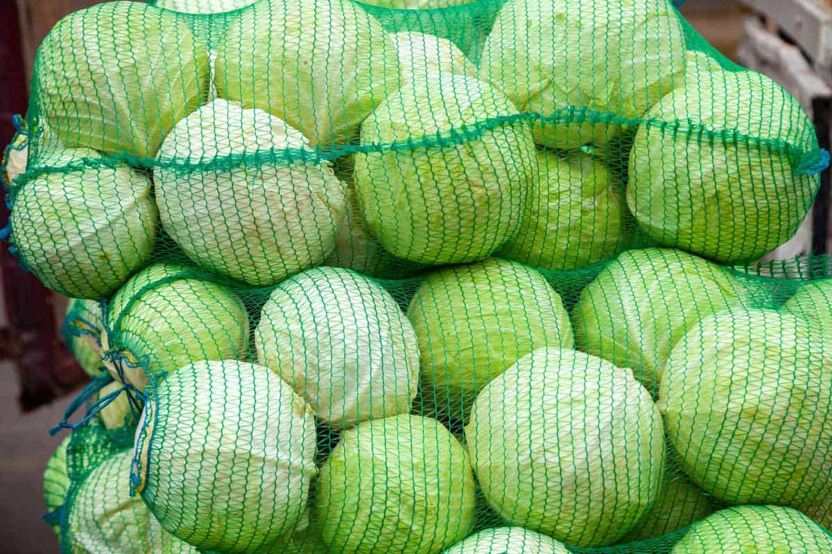 cabbage head in a net bag.